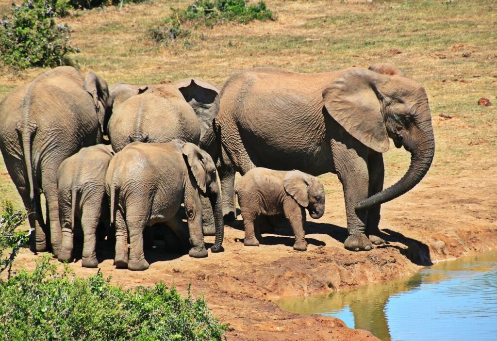 Kruger Ulusal Parkı’nda safari sırasında fil sürüsü