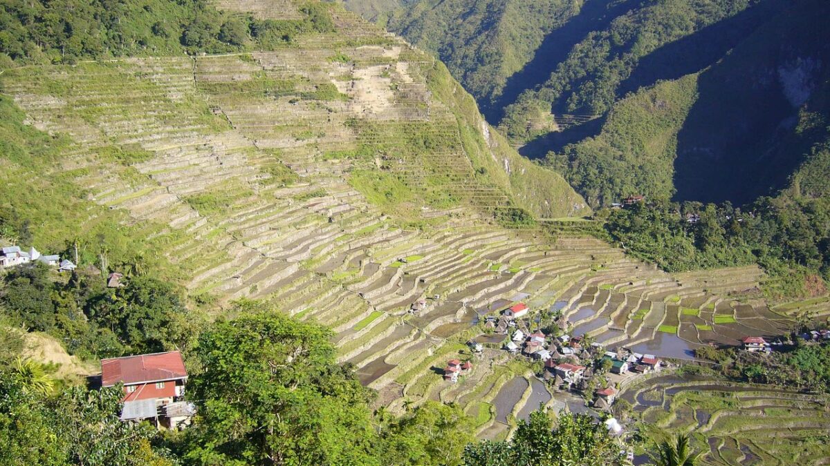 Ifugao bölgesinde yamaçlara basamak basamak yerleşmiş yeşil pirinç terasları