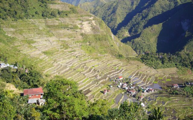 Ifugao bölgesinde yamaçlara basamak basamak yerleşmiş yeşil pirinç terasları