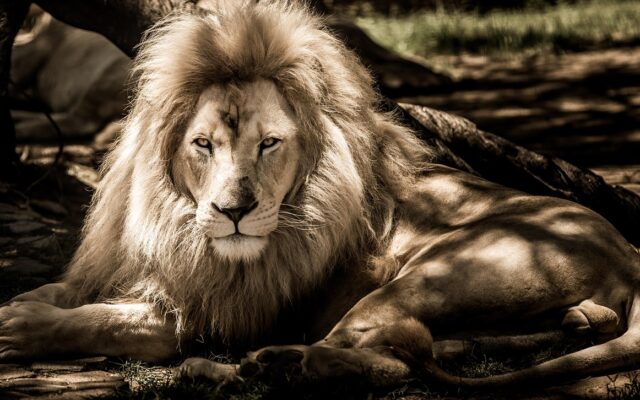Savanda safari aracından izlenen aslan sürüsü ve gün batımında uzanan ova