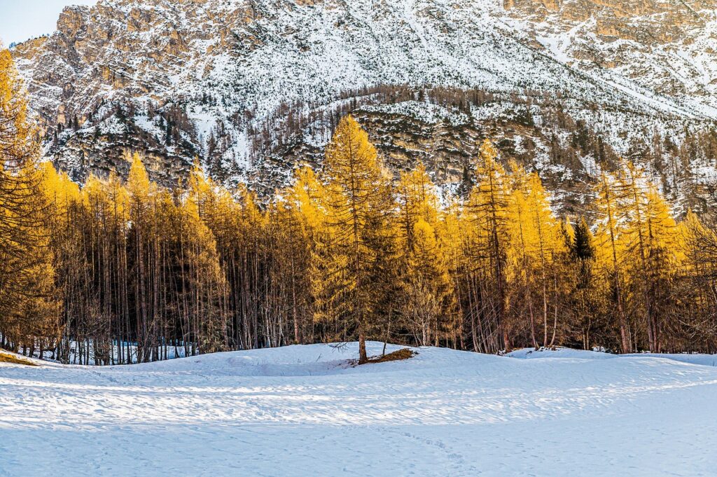 İtalya Dolomitler'de altın sarısı larch ağaçları ve dağ yamaçları