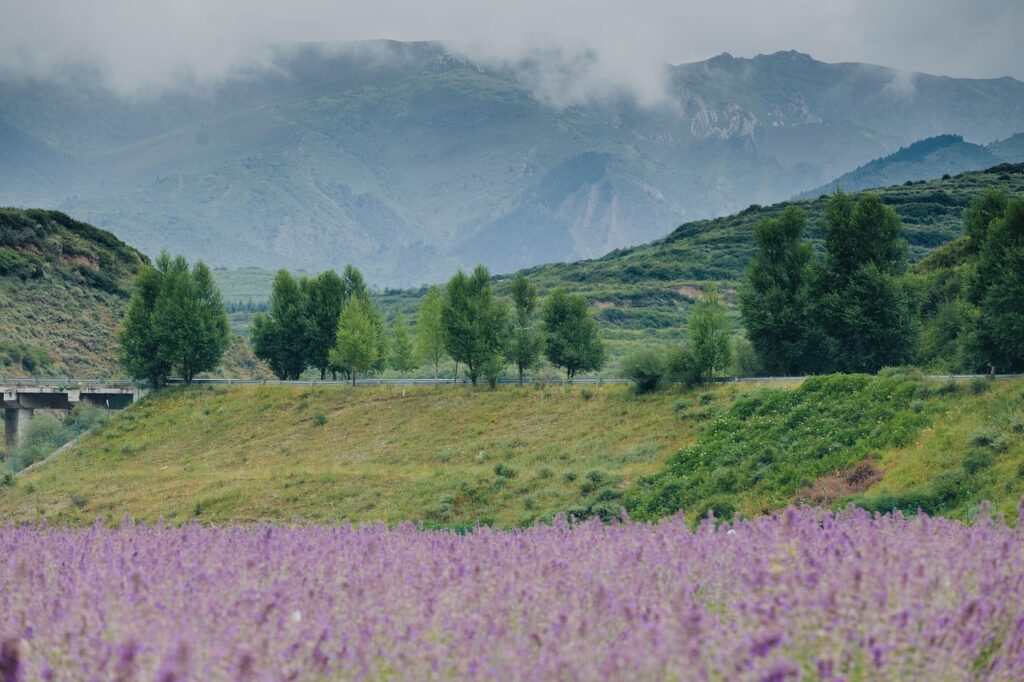 Karadeniz yaylasında sisli sabah ve kamp alanı