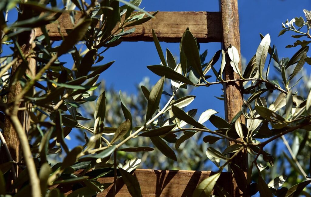 Ege bölgesinde zeytin hasadı yapılan ağaçlar