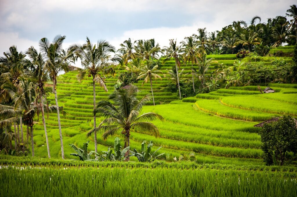 Bali'de yeşil pirinç tarlaları