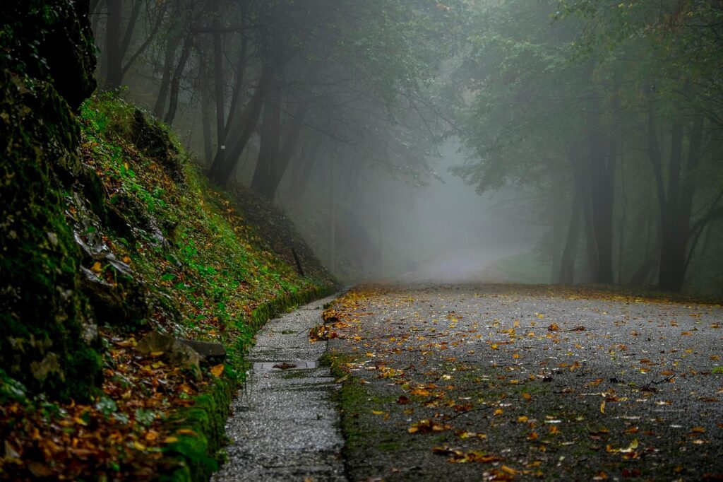 Sonbahar yağmurunda ormanlık bir yol manzarası